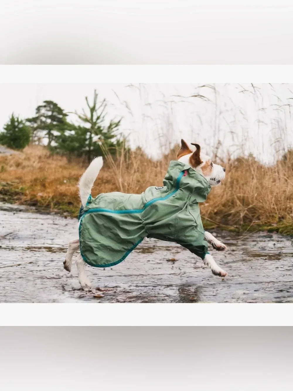Water-Resistant Sage Green Dog Rain Jacket